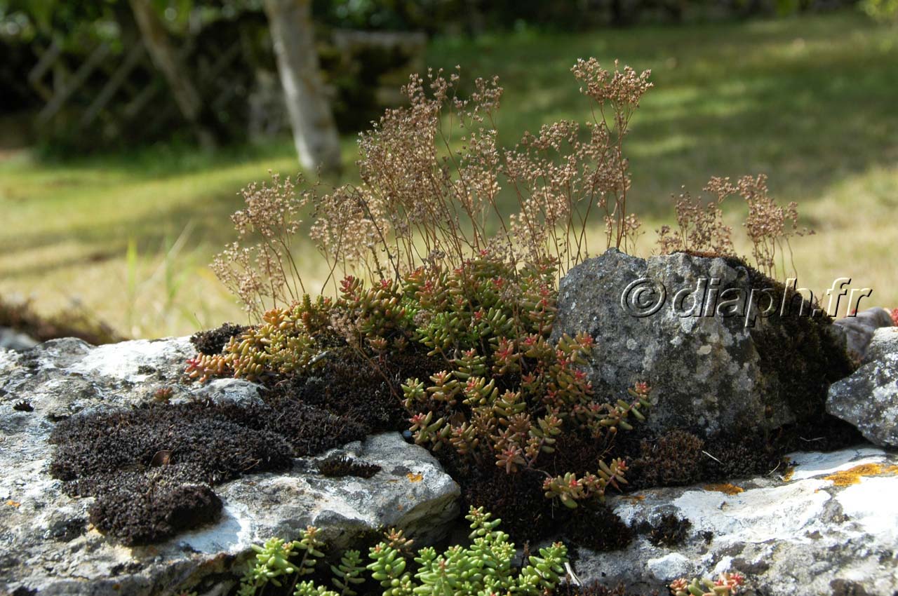 fleurs_16