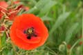 coquelicot