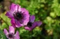 fleur_01