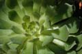 fleur_02