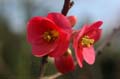fleur_04