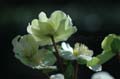 fleur_10