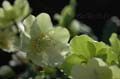 fleur_11