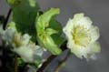 fleur_12