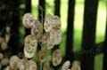 fleurs_13