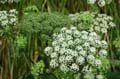 fleurs_15