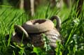 la_borne_04