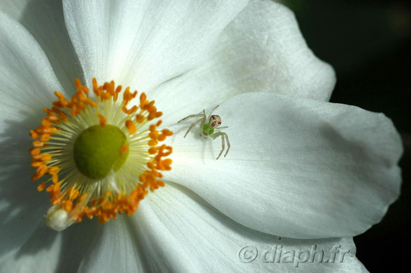 fonds_ecran_0012