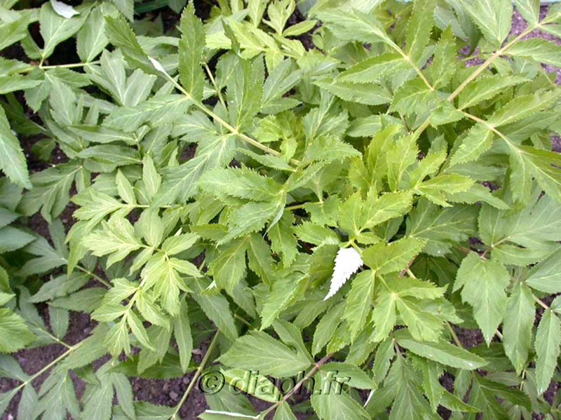 fonds_ecran_0102