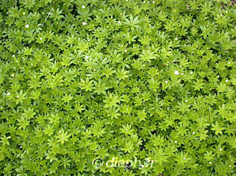 fonds_ecran_0106