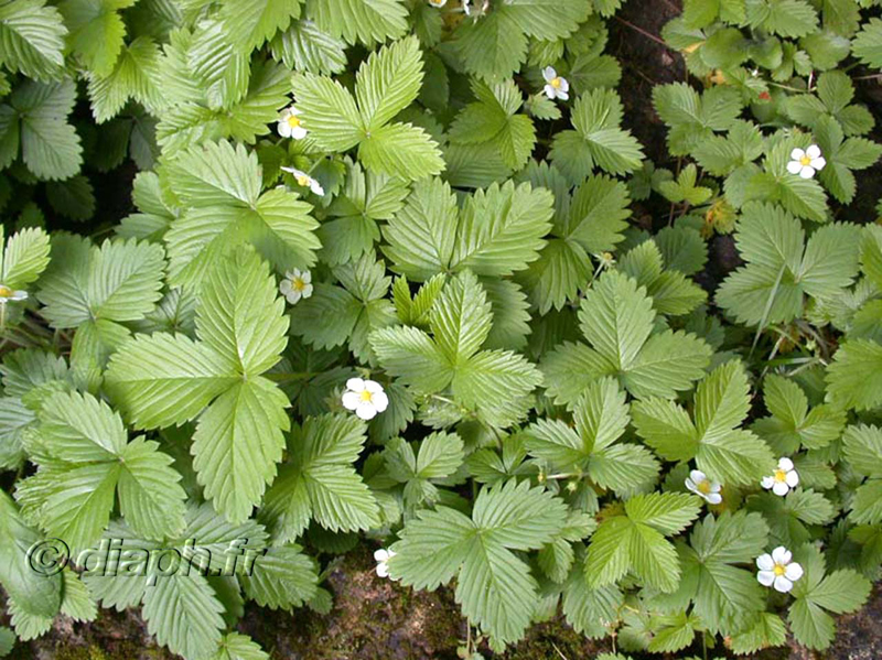 fonds_ecran_0107