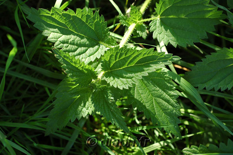 fonds_ecran_0109