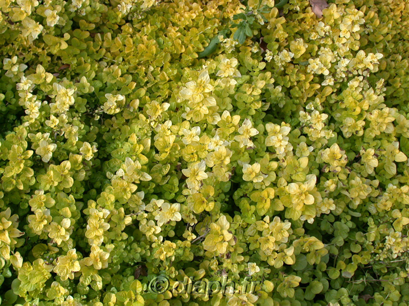 fonds_ecran_0111