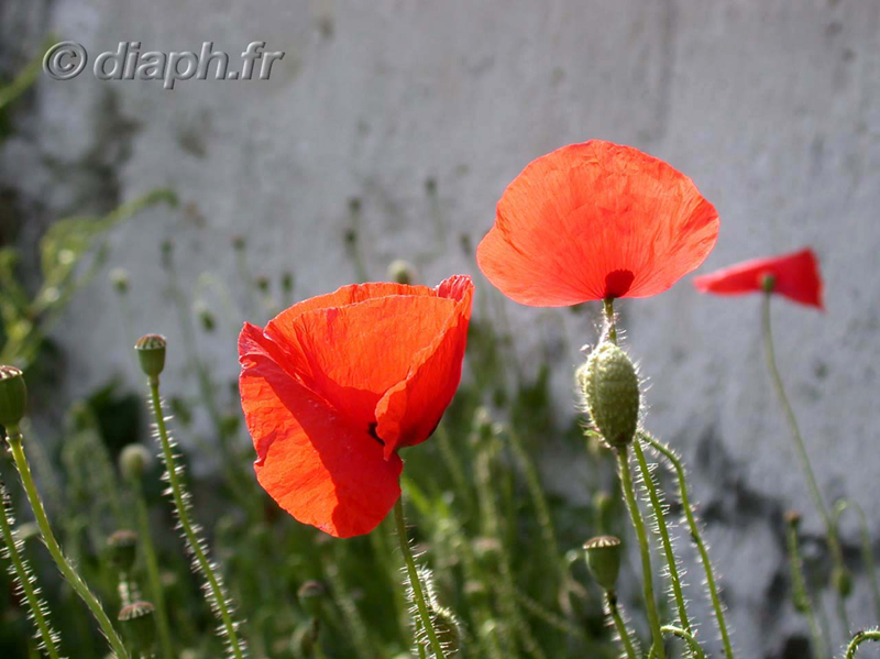 fonds_ecran_0513