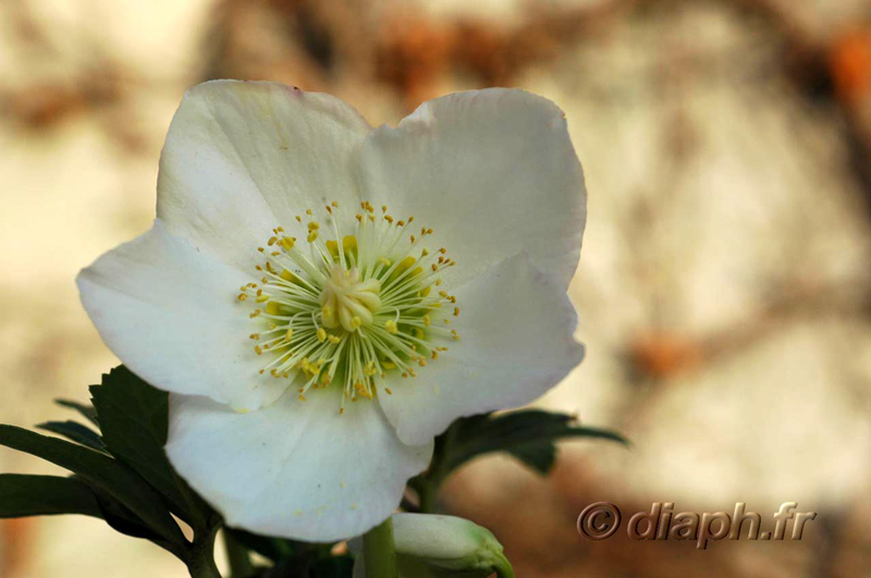 fonds_ecran_0515