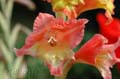 fonds_ecran_0001