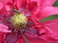fonds_ecran_0005