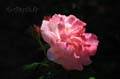 fonds_ecran_0009