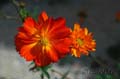 fonds_ecran_0010