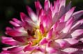 fonds_ecran_0011