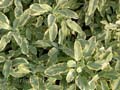 fonds_ecran_0104