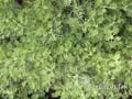 fonds_ecran_0105