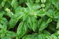 fonds_ecran_0108