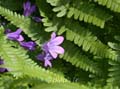 fonds_ecran_0501