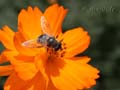 fonds_ecran_0502