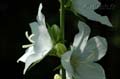 fonds_ecran_0507