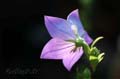 fonds_ecran_0509