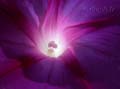fonds_ecran_0511
