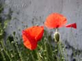fonds_ecran_0513