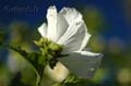 fonds_ecran_0514