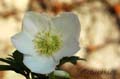 fonds_ecran_0515