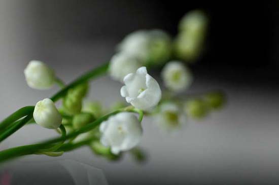 fleurs_0101