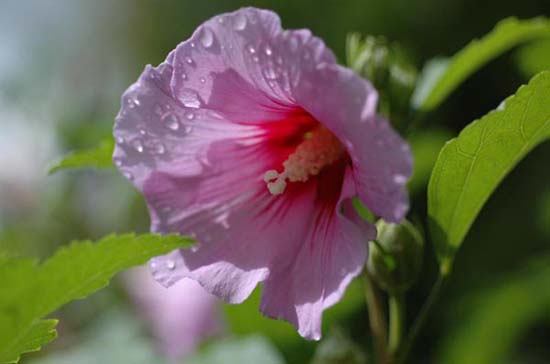 fleurs_0102