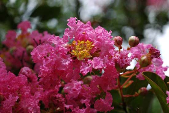 fleurs_0103