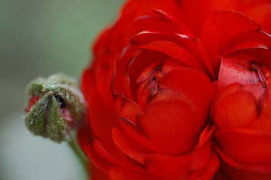 fleurs_0107