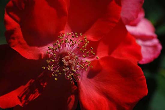 fleurs_0108
