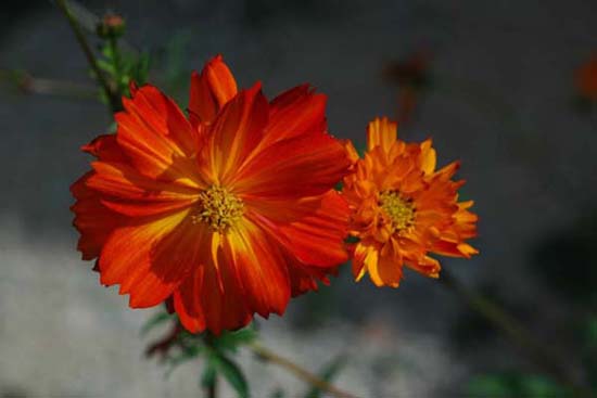 fleurs_0109