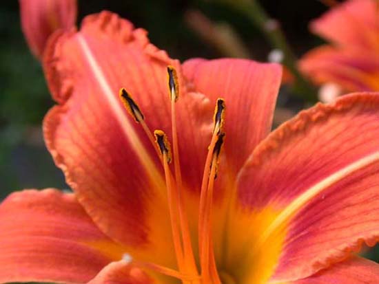 fleurs_0112