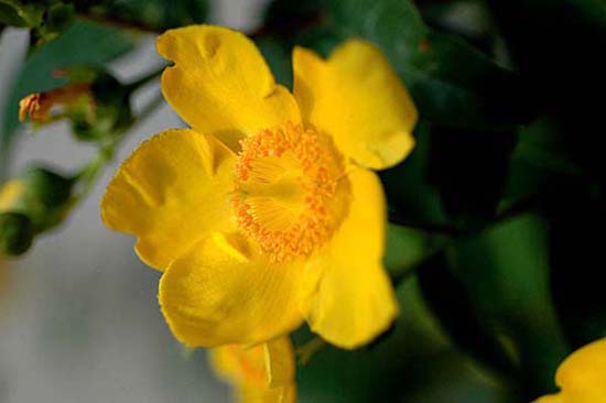 fleurs_0113