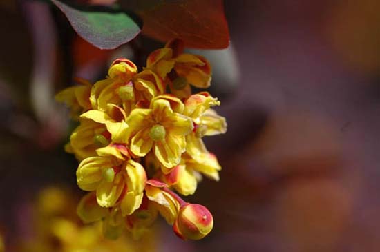 fleurs_0114