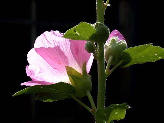 fleurs_0115