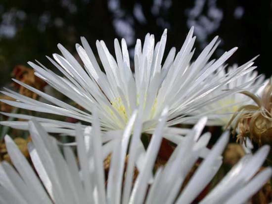 fleurs_0117