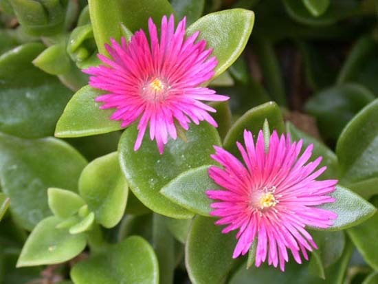 fleurs_0118
