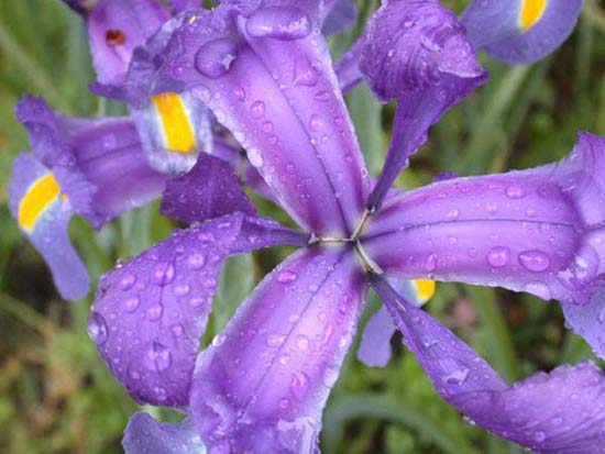 fleurs_0119