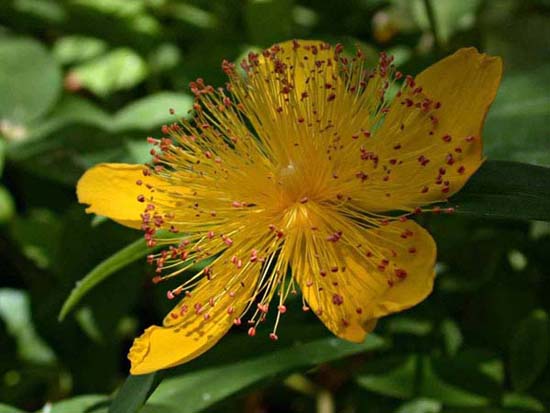 fleurs_0120