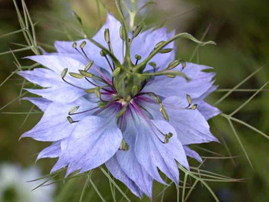 fleurs_0122